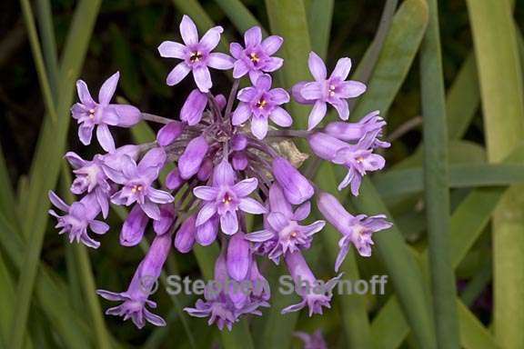 tulbaghia fragrans 2 graphic